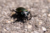 20070719_112135 Scarabeo.jpg